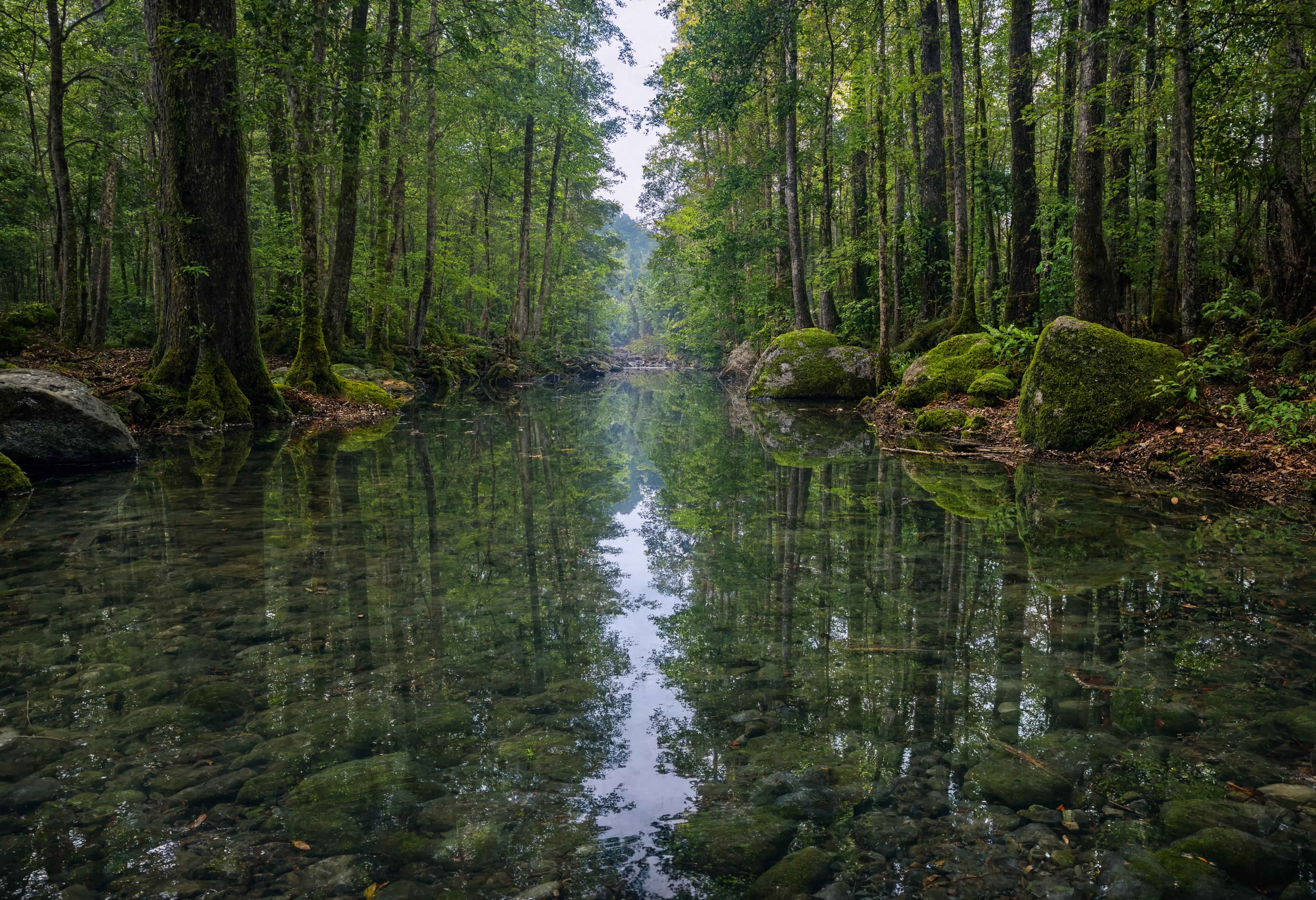 Fluss mit Waldspiegelung – ruhiges Gewässer im deutschen Wald